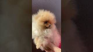 Шпицуля Девочка Из Питомника , 2 Месяца