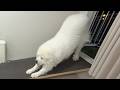 オヤジが帰ってくるの遅いから待ちくたびれたようです