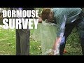 Dormouse Survey