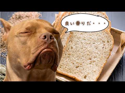 焼きたてパンに我慢できないピットブルのプレッシャーがすごいw