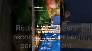Download Lagu Recordaantal sluitingen voedselbedrijven door ongedierte | RTL Nieuws MP3