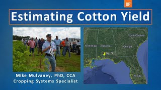 Estimating cotton yield