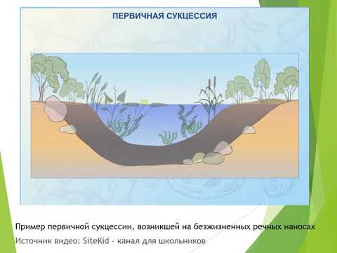 Урок 7 Смена биогеоценозов