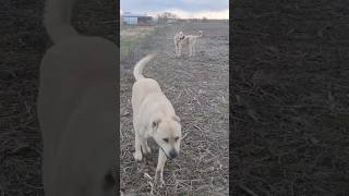 #собака #алабай #kangal #гампр #животные #волкодав