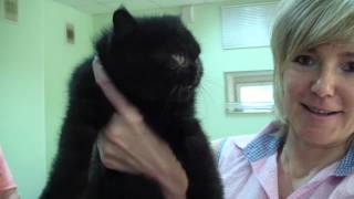 Котенок экзот Ашур Фанни-Кэт Котенок экзот Ашур Фанни-Кэт