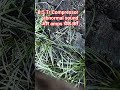 compressor noise faulty and amps  #hvac #actechnician #acrepair #shorts #youtubeshorts  #hardwork
