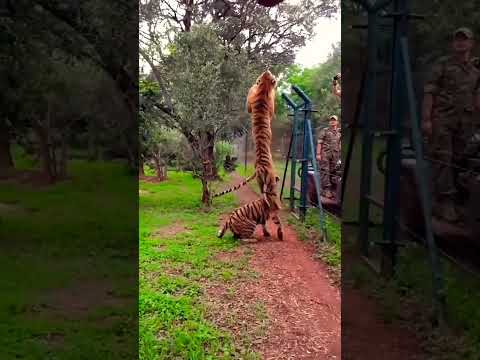 Tiger Jumps To