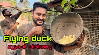 അമ്മയുടെ 35 ദിവസത്തെ കാത്തിരുപ്പ്. 🥰 8 കുട്ടികൾ ❤️ flying duck #flyingduck