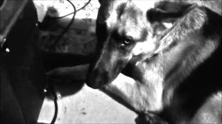 We Are Toxic Pistoleros - The Toxic Pistoleros