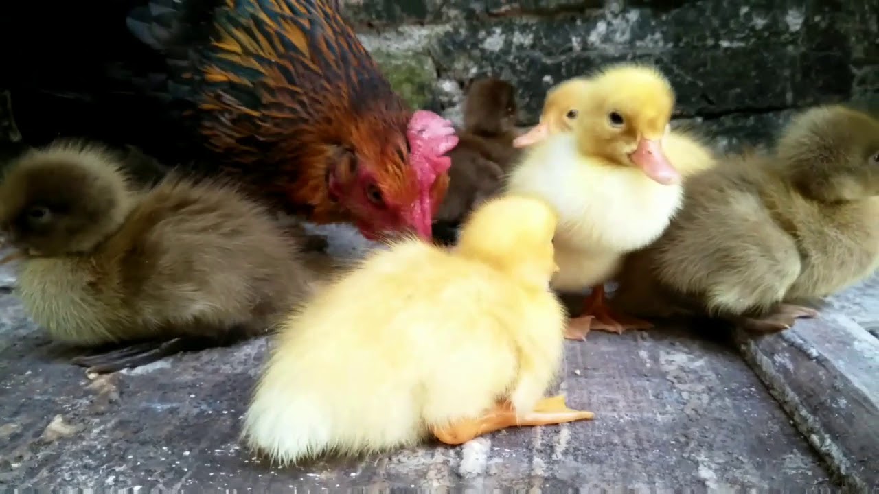  ANAK BEBEK  DI ADOPSI INDUKAN AYAM YouTube