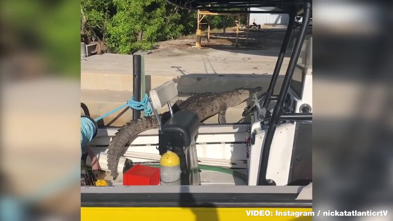 Crocodile crawls into boat docked at marina in Miami
