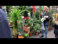 MURANG HALAMAN SA LONDON FLOWER MARKET #houseplant #muranghalaman