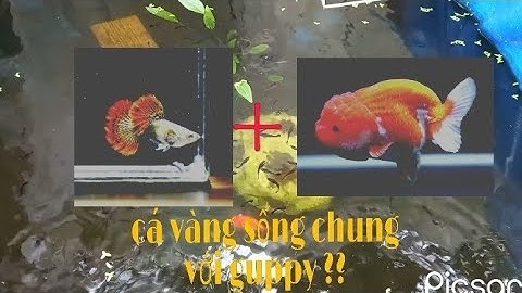 Cá Vàng có nuôi chung được với cá guppy không ?