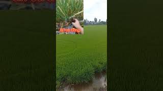 Thấy Cảnh Nầy - ACE Cảm giác ra seo #cuocsong #trau88official #dulich #tamtrangcuocsong #amthuc