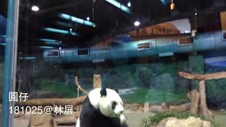 圓仔搖搖晃晃40秒打食20181025