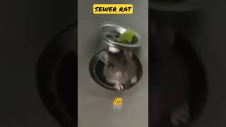 SEWER RAT فار المجاري كمل دراستو