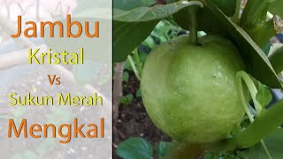 Perbandingan rasa jambu kristal dengan jambu sukun merah dipetik mengkal