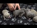 PUPPIES AMERICAN BULLY POCKET FULL OF MUSCLE/PARENTS MR.DURU & SISI/BLOODLINE BIGDOGS ROMANIA KENNEL