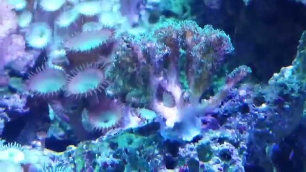 Added birds nest on my 150 gallon reef tank update