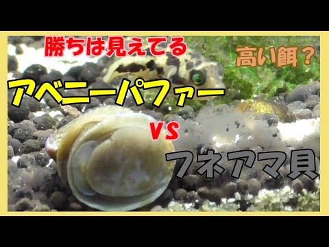 熱帯魚飼育 アベニーパファーvsフネアマ貝 玉砕覚悟 Youtube