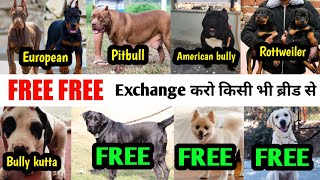Free Free Adoption European Doberman Pitbull American Bully Rottweiler Labrador Bully