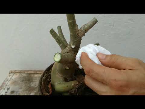 Desert Rose seedlings taking advantage of pruning branches