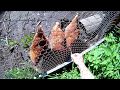 Несутся ли куры без петуха