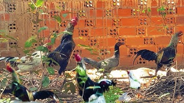 The father protects the female from her offspring