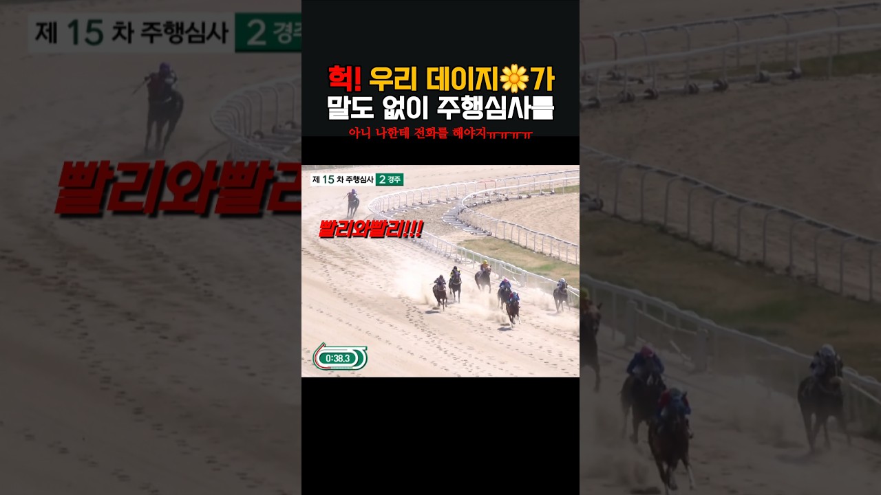 아니 우리 데이지가 주행심사를 봤다고요❓️❓️❓️ #데이지티아라 #부산경마장