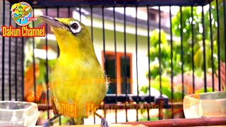 Menaikan Birahi=Ngeriwik Dakun Lombok (22/01/22)