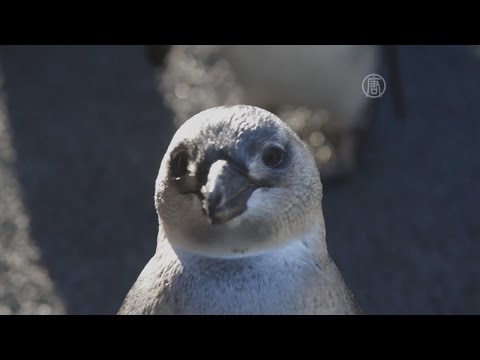 Видео: Почему магеллановы пингвины находятся под угрозой исчезновения?