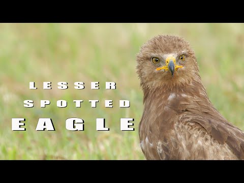 Video: Lesser Spotted Eagle: description and lifestyle of a bird