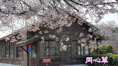 Thumbnail of 동심초/강혜정 소프라노/ 설도시.김안서역.김성태곡/서도역 벚꽃잎 떨어지는 영화 The scene of  cherry petals falling is like a movie