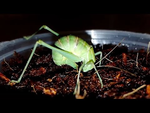Katydid lays eggs Кузнечик откладывает яйца (Poecilimon intermedius).