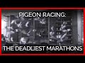 Courses de pigeons les marathons les plus meurtriers