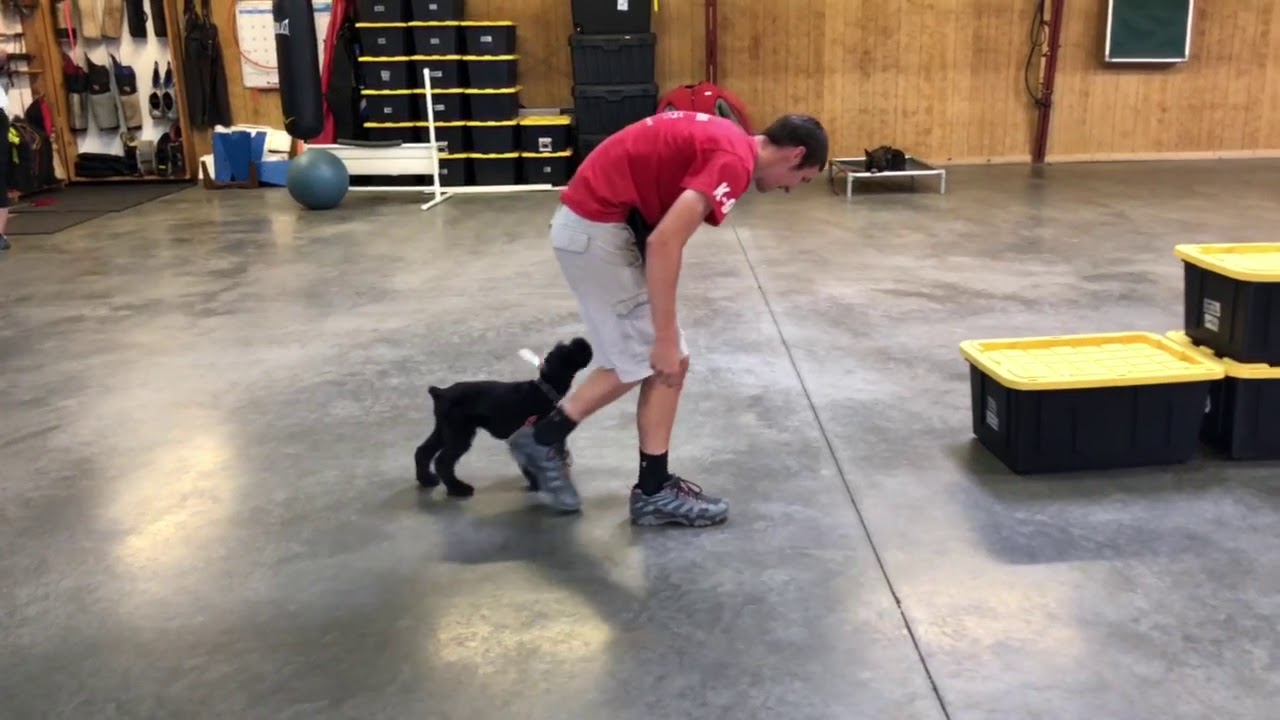 video phone beyonce mp3 Jace von Prufenpuden 11 Wks Giant Schnauzer Puppy Early Obedience/Agility/Tricks