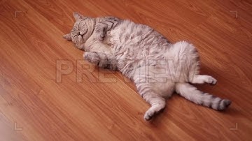 Cute Lazy Cat Is Sleeping Stock Video