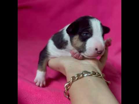 Плюшка минибулька 🌸 супер красотка 🌸. - YouTube