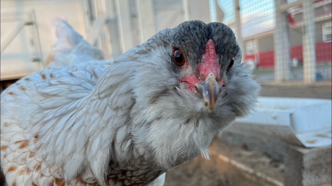 How much does a flock of 6 chickens cost? YouTube