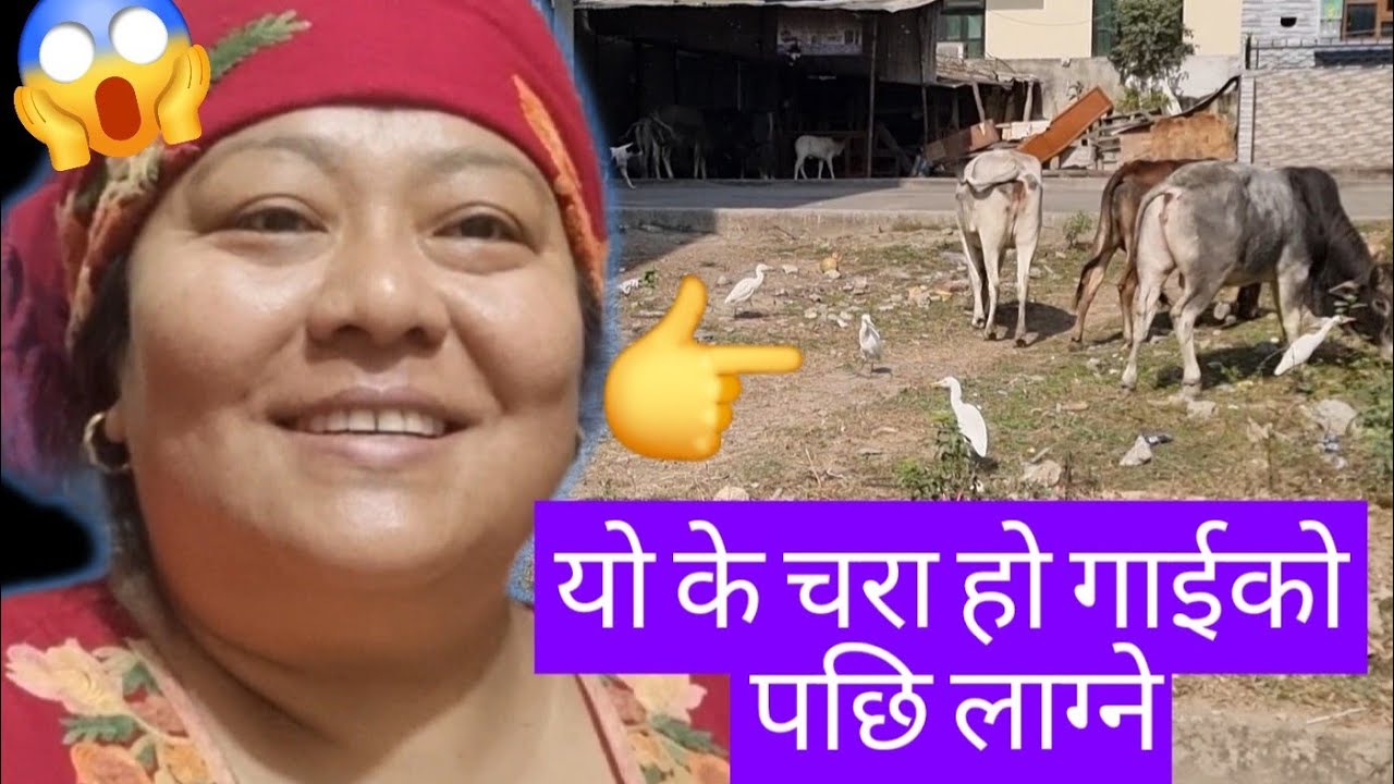माछा र ढिडो पकाएर खाएँ अनि बारीतिर जाँदैछु हेर्नु ल😂👍 #food #vlog 