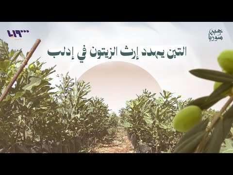 مزارعون في ريف إدلب يتجهون لزراعة التين بديلا عن الزيتون ما تبعات ذلك