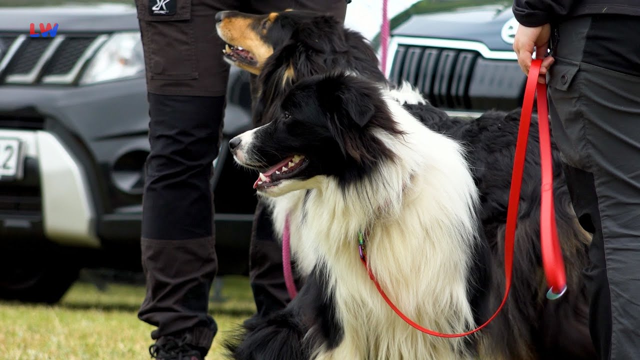 Hoyerswerda: Meisterschaft im Hundesport - LAUSITZWELLE