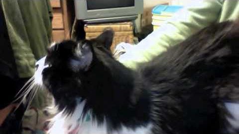 Pretty Interesting: Cat illustrates sound localization