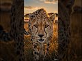 Are you the cheetah or the gazelle right now? 🐆 Patience before the sprint.
