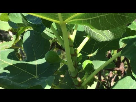 Video: Come coltivare fichi di tacchino marroni - Consigli per la cura e la coltivazione del tacchino marrone