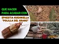 Palomilla del grano, medidas preventivas para combatirla