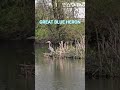 #greatblueheron #naturallypaired