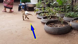 Obedient Monkey Koko Run Follow Mom So Fast | Monkey Koko Obey And Listen Mom