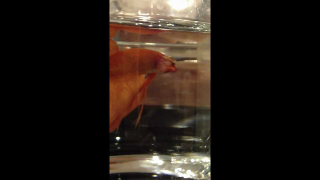 Rare Orange betta and crown camera iphone 8 plus apk