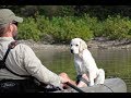 Labrador Retriever Puppy Search and Rescue Training Part 3
